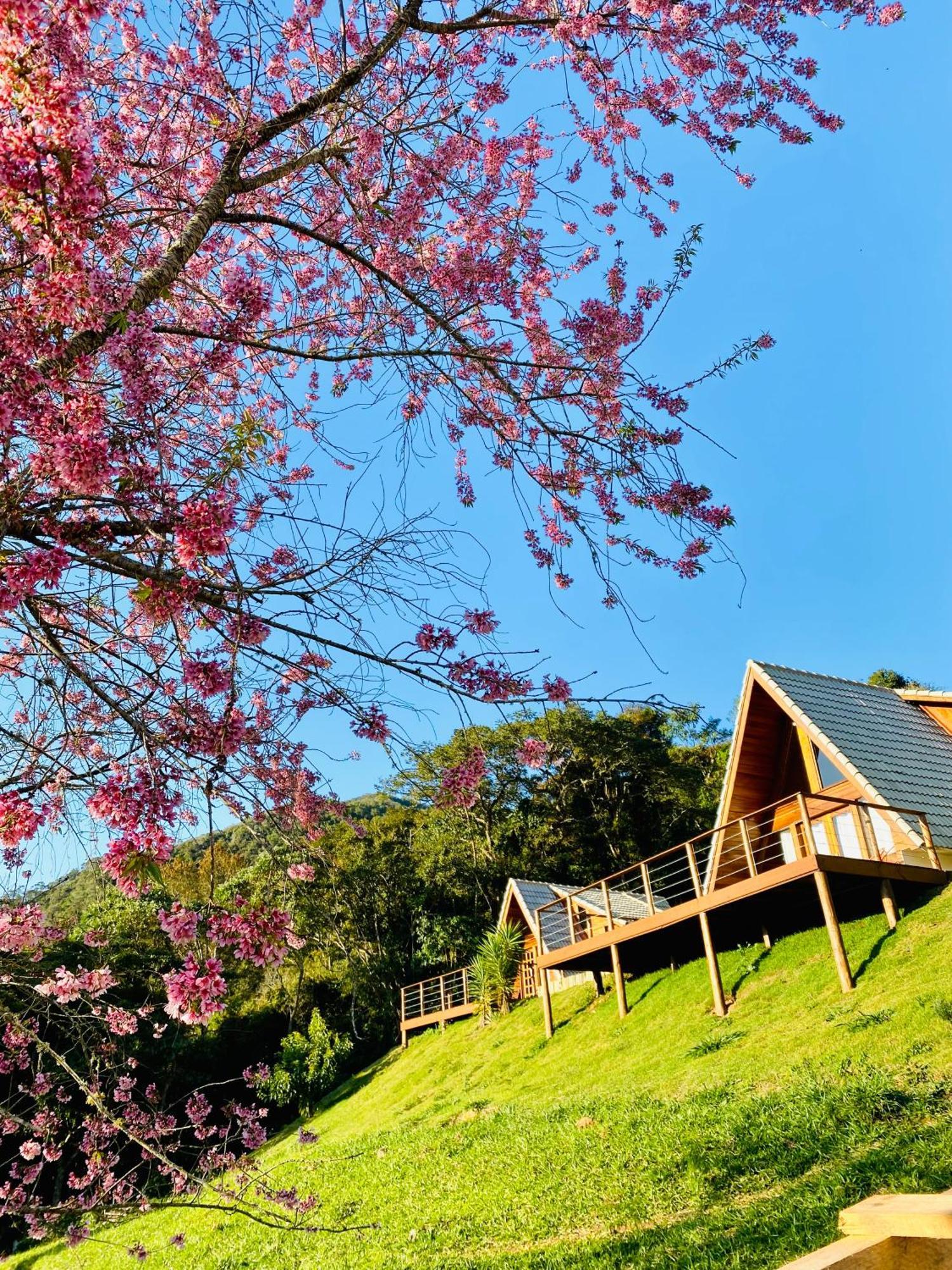 Chales Fazenda Floresta Das Araucarias クーニャ エクステリア 写真
