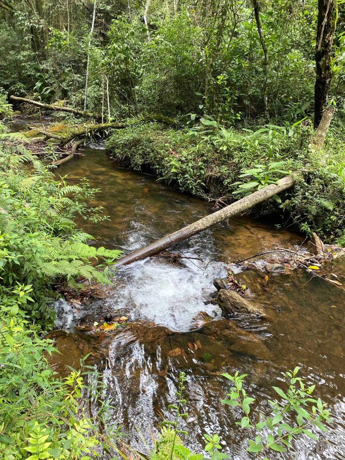 Chales Fazenda Floresta Das Araucarias クーニャ エクステリア 写真